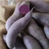 Purple Majesty Sweet Potato Slips - 10 Non-GMO Plants - Healthy Vines