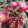 Purple Moon Cactus Gymnocalycium Mihanovichii Small Rare Plant