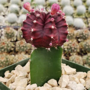 Purple Moon Cactus Gymnocalycium Mihanovichii Small Rare Plant