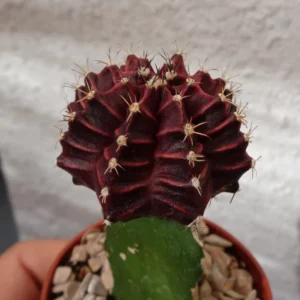Purple Moon Cactus Gymnocalycium Mihanovichii Small Rare Plant