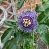 Purple Passion Flower Live Plant - Passionflower Vine 5-7 Inch - Exotic Beauty