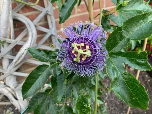 Purple Passion Flower Live Plant - Passionflower Vine 5-7 Inch - Exotic Beauty