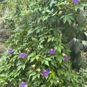 Purple Passion Flower Live Plant - Passionflower Vine 5-7 Inch - Exotic Beauty
