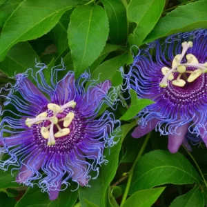 Purple Passion Flower Live Plant - Passionflower Vine 5-7 Inch - Exotic Beauty