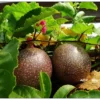 Purple Passion Fruit Live Plant - Passiflora Edulis Vine - 3 Gallon Pot