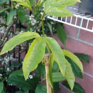 Purple Passion Fruit Live Plant - Passiflora Edulis Vine - 3 Gallon Pot