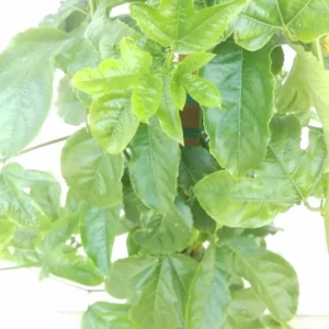 Purple Passion Fruit Live Plant - Passiflora Edulis Vine - 3 Gallon Pot