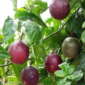 Purple Passion Fruit Vine - Live Plant - 2-3 ft Tall - 1 Gallon Pot - Edible Fruit