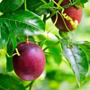 Purple Passion Fruit Vine - Live Plant - 2-3 ft Tall - 1 Gallon Pot - Edible Fruit