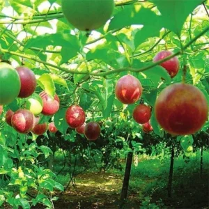 Purple Passion Fruit Vine - Live Plant - 2-3 ft Tall - 1 Gallon Pot - Edible Fruit