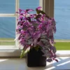 Purple Passion Plant - 2.5 Inch Pot - Indoor Gynura Vine - Velvet Plant