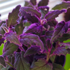Purple Passion Plant - 2.5 Inch Pot - Indoor Gynura Vine - Velvet Plant