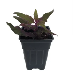 Purple Passion Plant - 2.5 Inch Pot - Indoor Gynura Vine - Velvet Plant