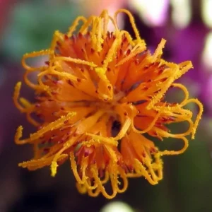 Purple Passion Plant - 2.5 Inch Pot - Indoor Gynura Vine - Velvet Plant