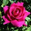 Purple Prince Rose Bush - Gallon Size - Purple Blooms