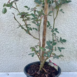 Purple Prince Rose Bush - Gallon Size - Purple Blooms