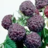 Purple Raspberry Bush Plant - Sweet Raspberries - Potted Plant