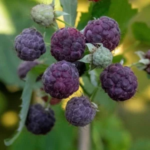 Purple Raspberry Bush Plant - Sweet Raspberries - Potted Plant
