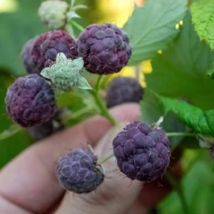 Purple Raspberry Bush Plant - Sweet Raspberries - Potted Plant