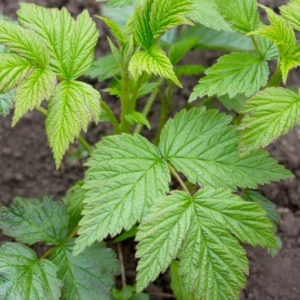 Purple Raspberry Bush Plant - Sweet Raspberries - Potted Plant