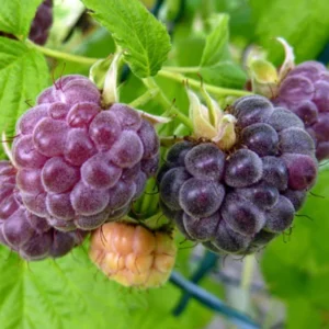 Purple Raspberry Bush Plant - Sweet Raspberries - Potted Plant