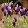 Purple Ribbon Spanish Lavender Live Plant - 2 Gallon Pot - Fragrant Evergreen Herb