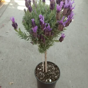 Purple Ribbon Spanish Lavender Live Plant - 2 Gallon Pot - Fragrant Evergreen Herb