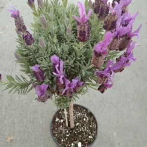 Purple Ribbon Spanish Lavender Live Plant - 2 Gallon Pot - Fragrant Evergreen Herb