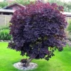 Purple Smoke Tree - Live Plant - 6-12 Inch Tall - 4 Inch Pot - Ornamental Tree