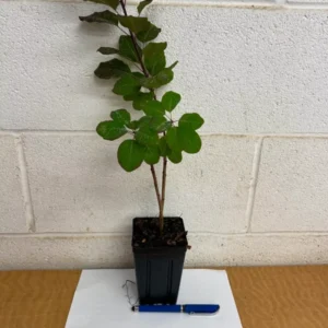 Purple Smoke Tree - Live Plant - 6-12 Inch Tall - 4 Inch Pot - Ornamental Tree