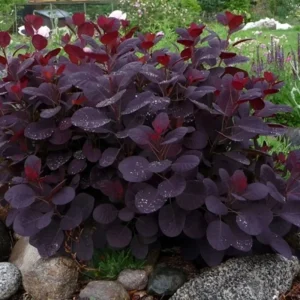 Purple Smoke Tree - Live Plant - 6-12 Inch Tall - 4 Inch Pot - Ornamental Tree
