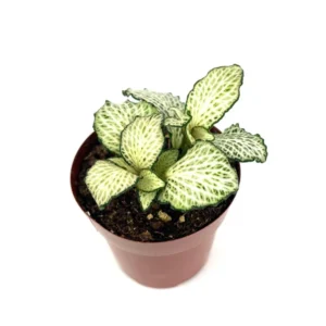 Purple Snow Anne Nerve Plant Fittonia - Live Potted House Plant 2.5