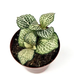 Purple Snow Anne Nerve Plant Fittonia - Live Potted House Plant 2.5" Air Purifying