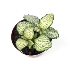 Purple Snow Anne Nerve Plant Fittonia - Live Potted House Plant 2.5