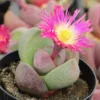 Purple Split Rock Royal Flush Pleiospilos Nelii Succulent Plant