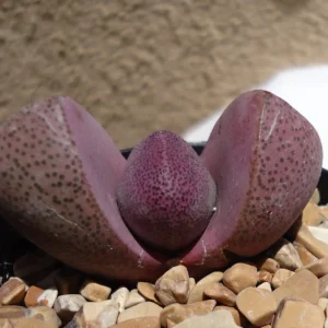 Purple Split Rock Royal Flush Pleiospilos Nelii Succulent Plant