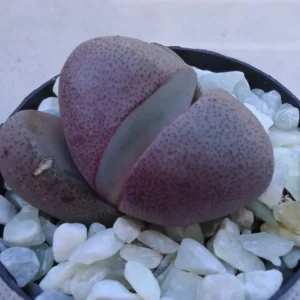 Purple Split Rock Royal Flush Pleiospilos Nelii Succulent Plant