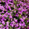 Purple Trailing Lantana Plant - Live Flowers, 4-6 Inch Height