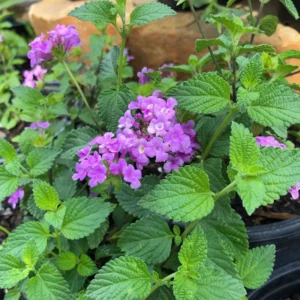 Purple Trailing Lantana Plant - Live Flowers, 4-6 Inch Height