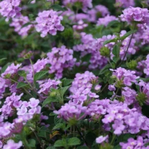 Purple Trailing Lantana Plant - Live Flowers, 4-6 Inch Height