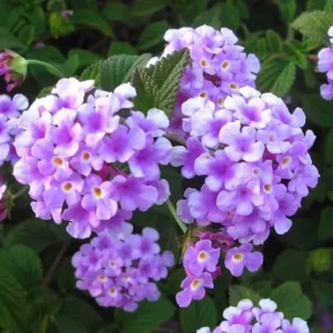 Purple Trailing Lantana Plant - Live Flowers, 4-6 Inch Height