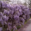 Purple Wisteria Plant 6-12 Inch - Flowering Wisteria Tree