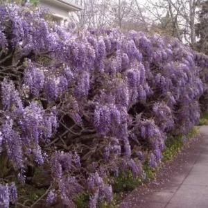 Purple Wisteria Plant 6-12 Inch - Flowering Wisteria Tree