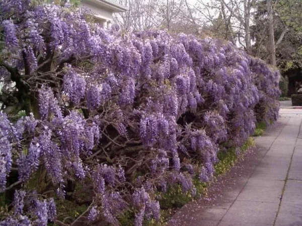 Purple Wisteria Plant 6-12 Inch - Flowering Wisteria Tree