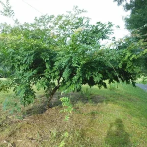 Purple Wisteria Plant 6-12 Inch - Flowering Wisteria Tree