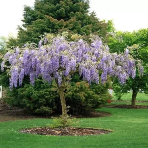 Purple Wisteria Plant 6-12 Inch - Flowering Wisteria Tree