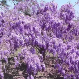 Purple Wisteria Plant 6-12 Inch - Flowering Wisteria Tree