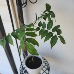 Purple Wisteria Vine Live Plant 12-15 in 2.5