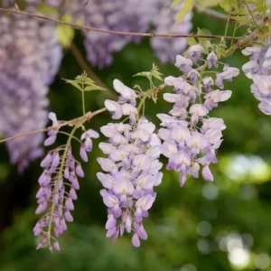 Purple Wisteria Vine Live Plant 12-15 in 2.5