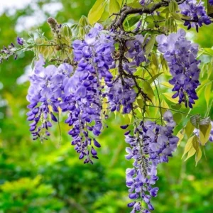 Purple Wisteria Vine Live Plant 12-15 in 2.5